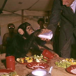 Chimpanzee drinking milk