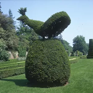 Cliveden, Bucks - Peacock Topiary in the Gardens