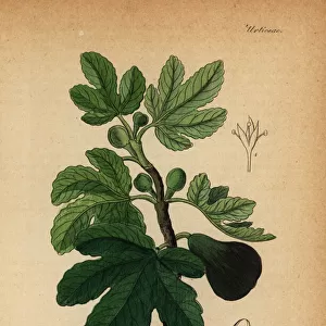 Common fig, Ficus carica