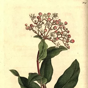 Common laurustinus, Viburnum tinus
