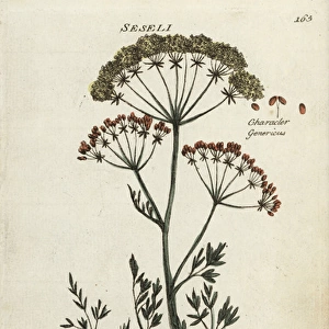Common meadow saxifrage, Selinum carvifolia