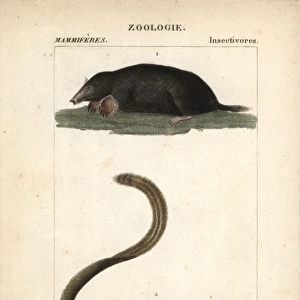 Common mole, Talpa europaea, and large treeshrew