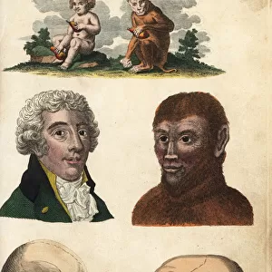 Comparisons of man and ape