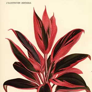 Cordyline cultivar, Madame Lucien Linden