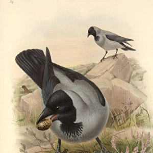 Corvus corone cornix, hooded crow