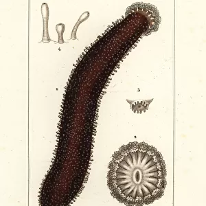 Cotton-spinner or tubular sea cucumber, Holothuria tubulosa