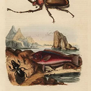 Cretan scar-fish and beetles