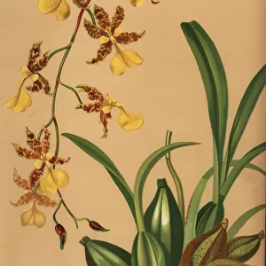Dancing lady orchid, Oncidium tigrinum
