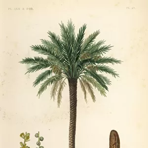 Date palm tree, Phoenix dactylifera