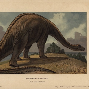 Diplodocus carnegii, extinct genus of diplodocid