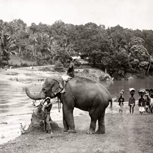 Elephant and mahout river, Ceylon (Sri Lanka), c. 1880 s