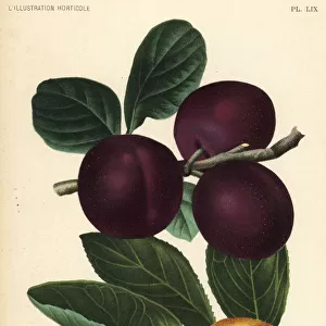 English plum varieties, Prunus domestica