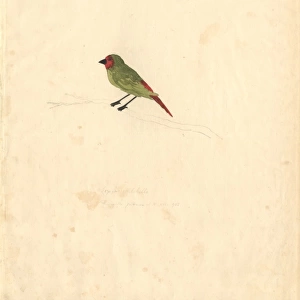 Erythrura psittacea, red-throated parrotfinch