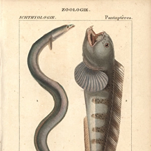 European eel, Anguilla anguilla, critically
