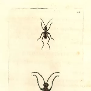 Four-lined cicindela beetle, Cicindela quadrilineata
