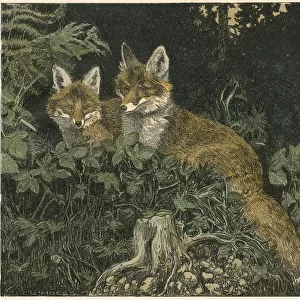 FOX CUBS 1906