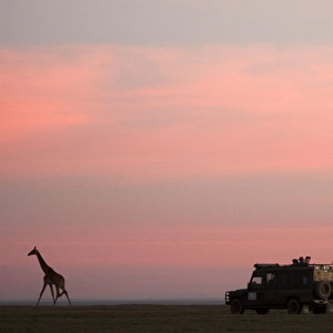 Giraffes - Watched by tourists in Land Rover