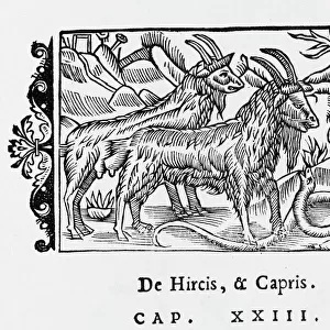 Goats / Olaus Magnus 1555