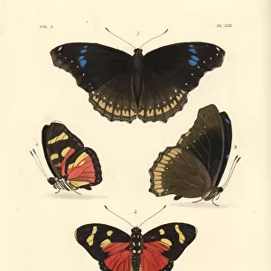 Great eggfly and perseis mimic forester butterflies