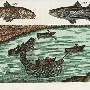 Grey mullet and fishermen on a river using nets