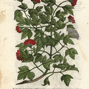 Guelder-rose, Viburnum opulus