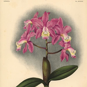 Harrisoniae variety of Cattleya loddigesi, Lindl, orchid