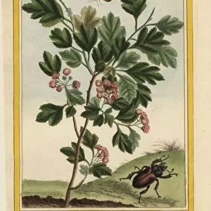 Hawthorn, Crataegus species, with beetle and butterfly
