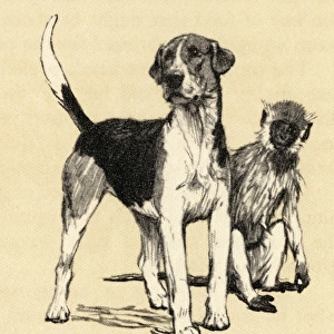 Illustration by Cecil Aldin, foxhound and monkey