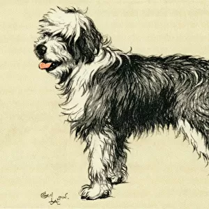 Illustration by Cecil Aldin, Jim, a bobtail sheepdog