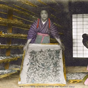 Japan - Silk Industry - Silkworms awake from hibernation