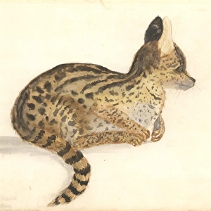 Leptailurus serval, serval