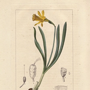 Little gem daffodil, Narcissus minor