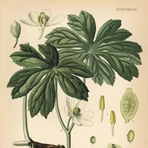 Mayapple or American mandrake, Podophyllum peltatum