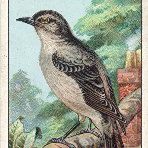 Mocking Bird (Card)
