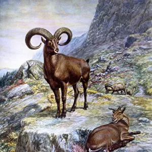 Mouflon ram and ewe, European wild sheep