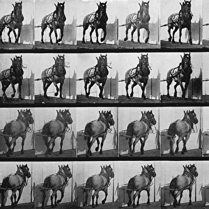 Muybridge - Cart Horse