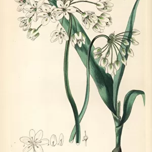 Naples garlic or daffodil garlic, Allium neapolitanum
