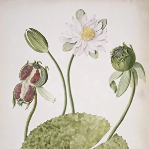 Nymphaea lotus, water lily of Malabar