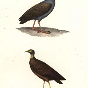 Orange-footed scrubfowl and Micronesian scrubfowl