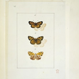 Papilio, butterflies