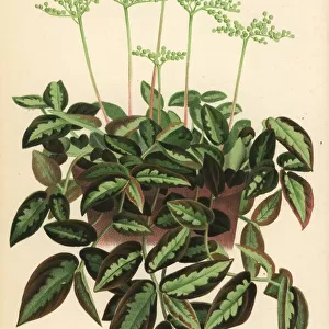 Pellionia repens foliage plant
