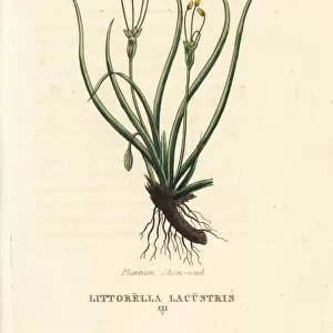Plantain shore-weed, Littorella uniflora