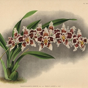 Prince Albert variety of Odontoglossum crispum orchid