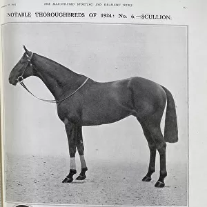 Racehorse Scullion
