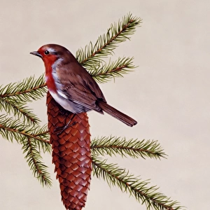 A Robin perched on a large fir cone