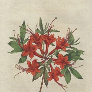 Scarlet azalea, Rhododendron calendir laceum