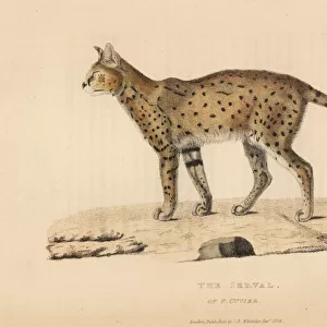 Serval, Leptailurus serval, of Ferdinand Cuvier