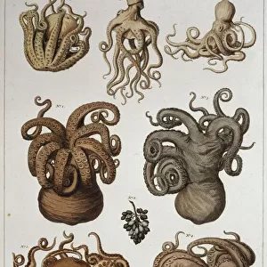 Seven squid and octopuses
