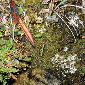 Siberian Lemming - adult at the entrance of its burrow