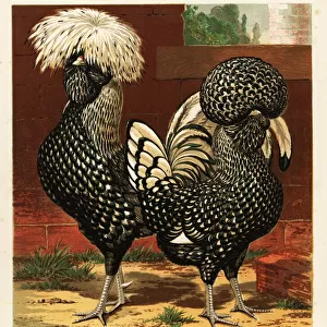 Silver spangled Polish cock and hen